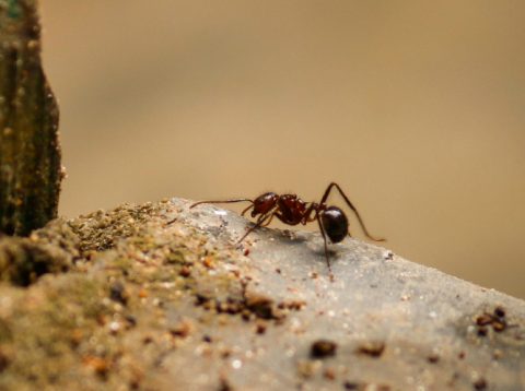 Extermination définitive des fourmis, Extermination Cerca