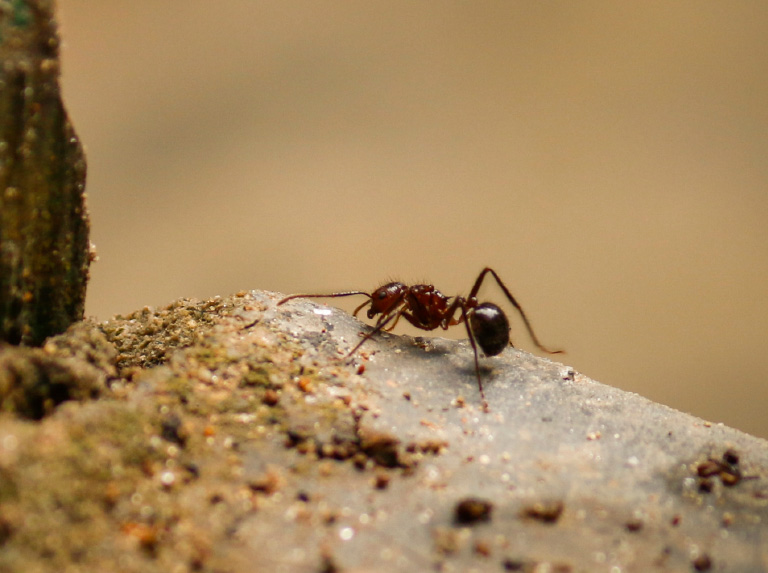 Fourmis sur le beton